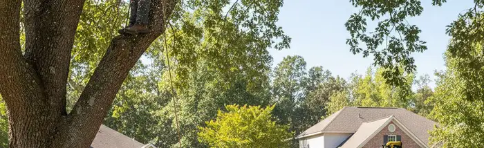 Tree service crew in Troy, MI providing expert tree trimming and removal for homes and businesses