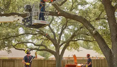 Arborist pruning tree limbs in Troy, MI for safer, healthier landscape maintenance