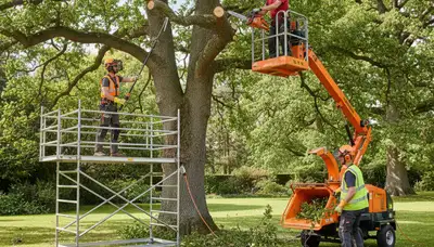 Tree pruning service in Troy, MI by Arbor Tree Care to improve tree health and safety