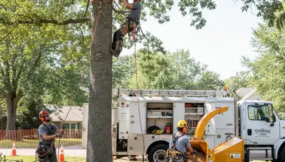 Tree removal crew in Troy, MI safely removing a hazardous tree from a residential property