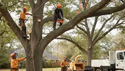 Tree removal crew safely removing a hazardous tree in Troy, MI