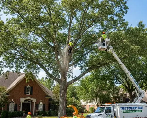 Tree trimming service for mature canopies in Troy, MI by TreeserviceTroyMI.com